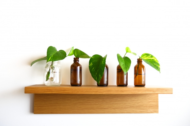 一人暮らしに観葉植物がおすすめの理由とは？育てやすい植物もご紹介の画像