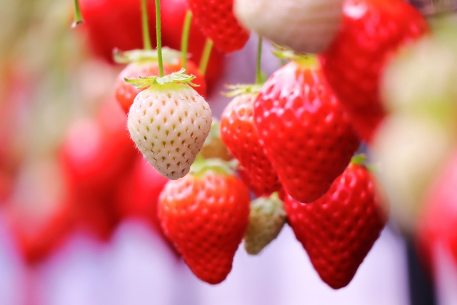 山口県田布施町でいちご狩りが楽しめる観光農園ファームランドをご紹介！