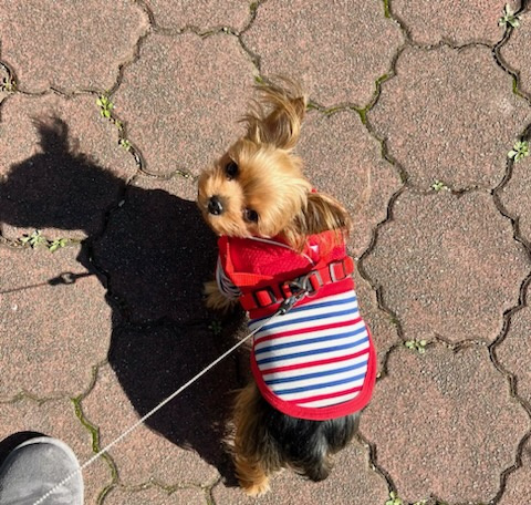 我が家の愛犬　成長記録①の画像