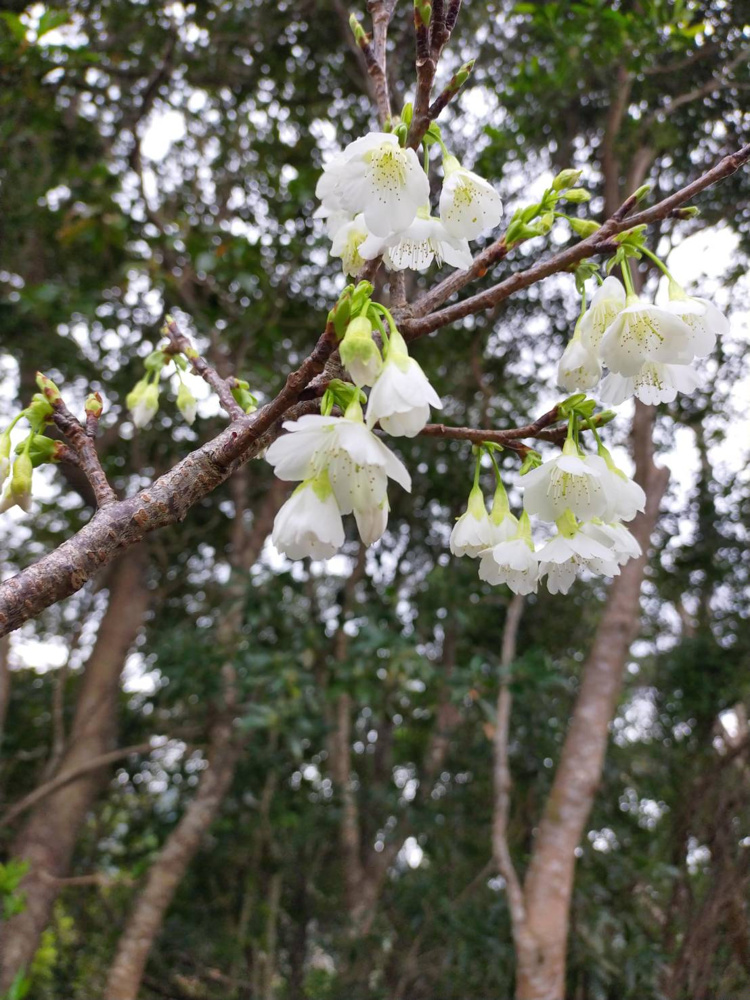 花よりポテチの画像