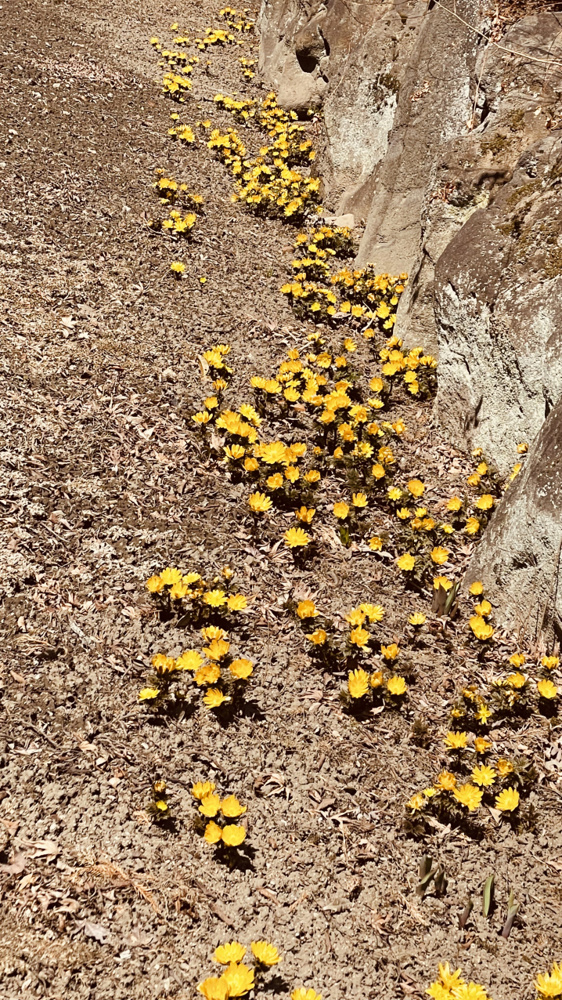 伊那市　春の画像