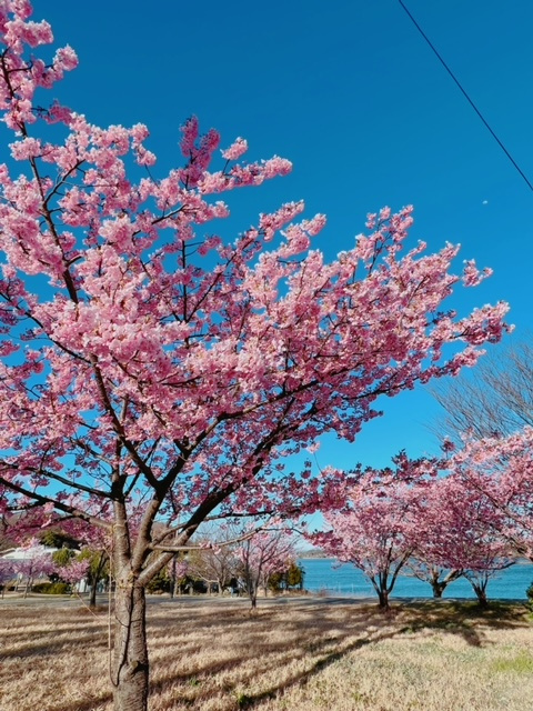 佐鳴湖公園の画像