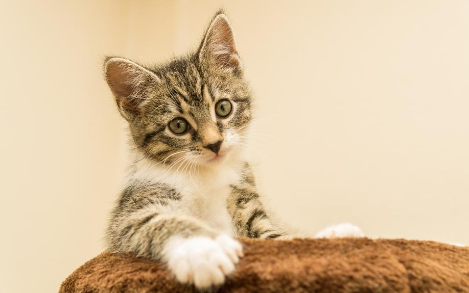 ペット共生型賃貸物件によくある設備