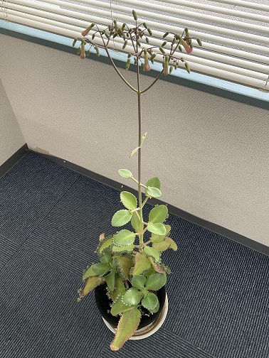 セイロンベンケイソウ？子宝弁慶草？3年に一度の花が咲きました！の画像