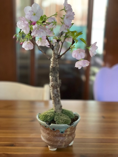 我が家に一足早く桜が咲きました(*´▽｀*)の画像