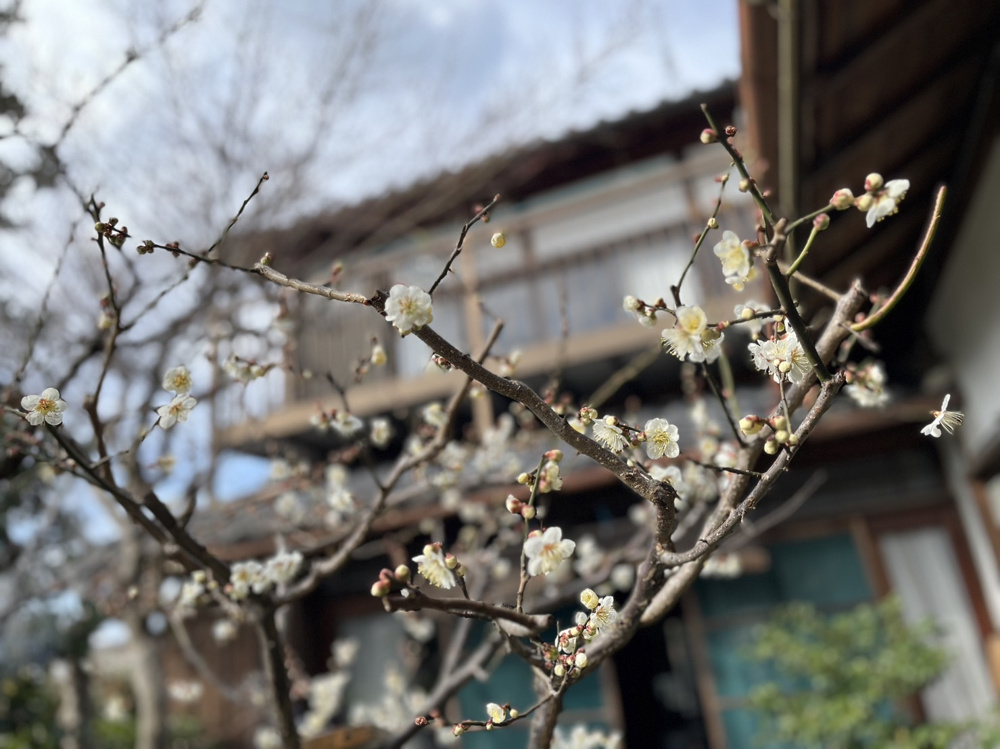 春が目前にの画像