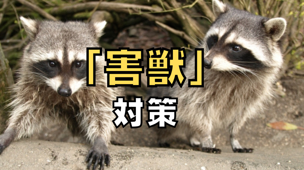 ブログ更新　住宅に住み着く困った「害獣」とその対策の画像