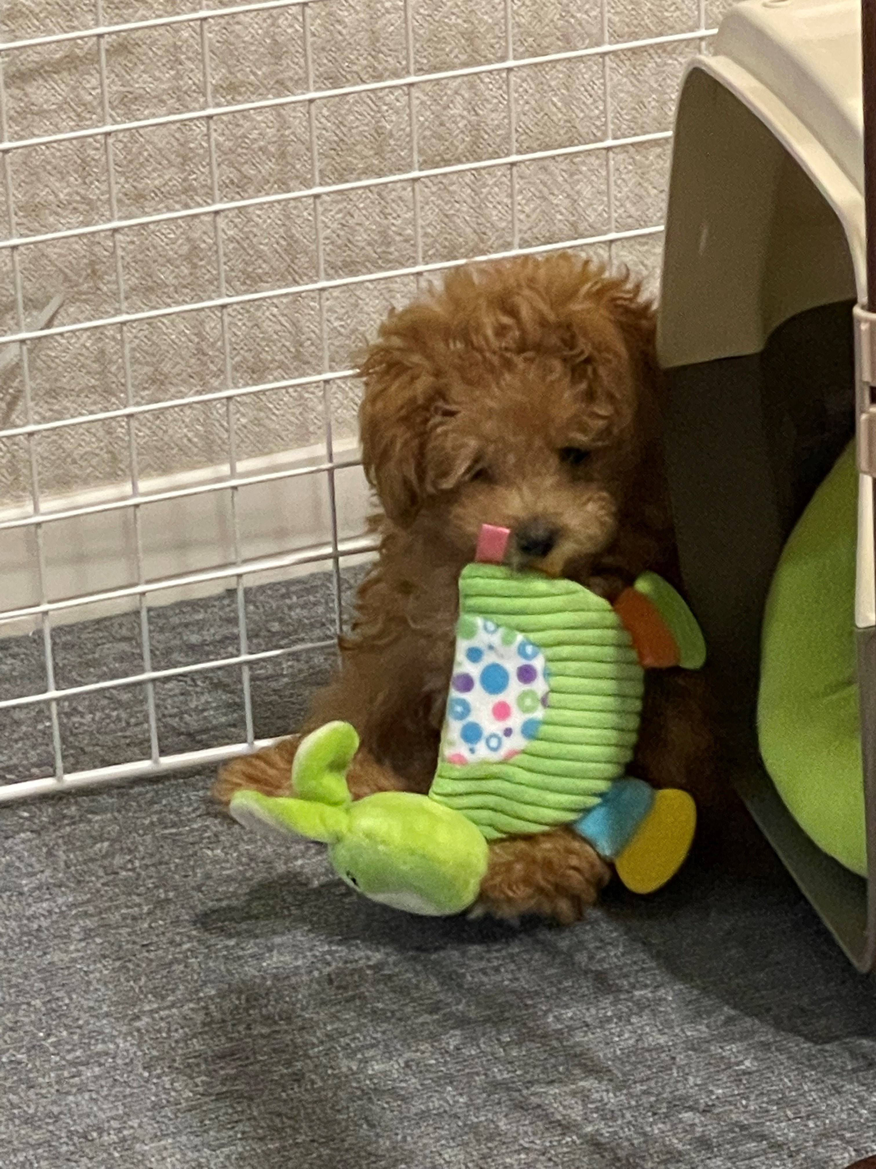 1歳になりました。の画像