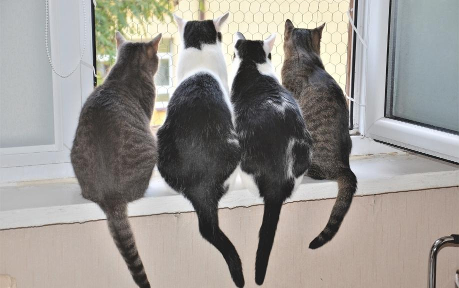 賃貸物件における猫の脱走防止アイテム選びの注意点