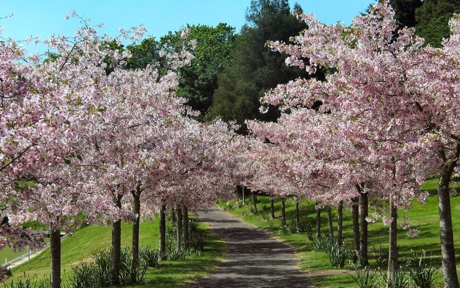 大阪市阿倍野区でお花見ができるおすすめの公園「阪南公園」