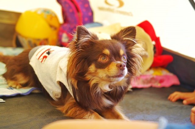 ペットと引っ越しするときの最適な移動方法とは？必要な手続きも解説！の画像