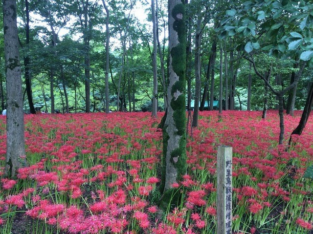 曼珠沙華の巾着田へ！の画像