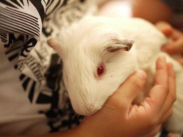 ゴールデンウィークのお出かけその②井の頭自然文化園の画像