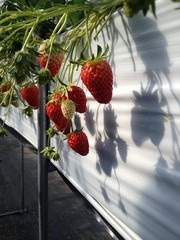 甲府でいちご狩り♪の画像