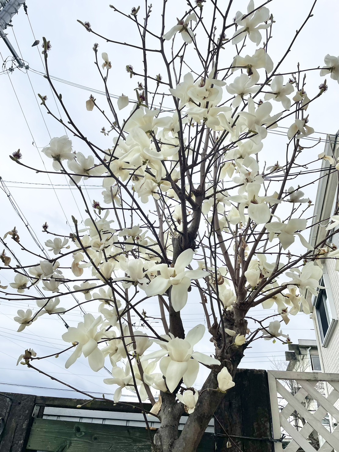 植栽を楽しめる戸建物件♪♪の画像