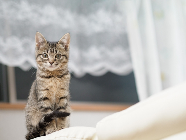 新築で猫と快適に暮らすには？ポイントや注意点・おすすめ設備を解説！の画像