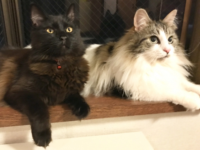 ペットを飼っていた不動産売却は不利？売却するための対策をご紹介！