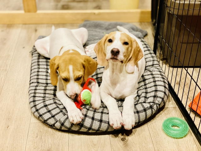 ペットを連れて引っ越す方必見！ペットとのお引っ越しの注意点とは！？の画像