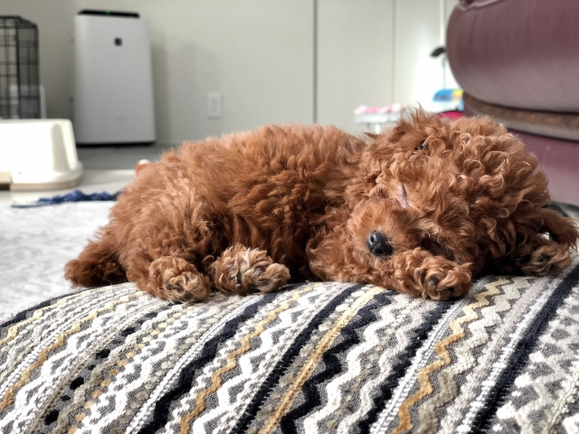 ペット好きな方必見！マンション飼育に人気の犬種をご紹介の画像