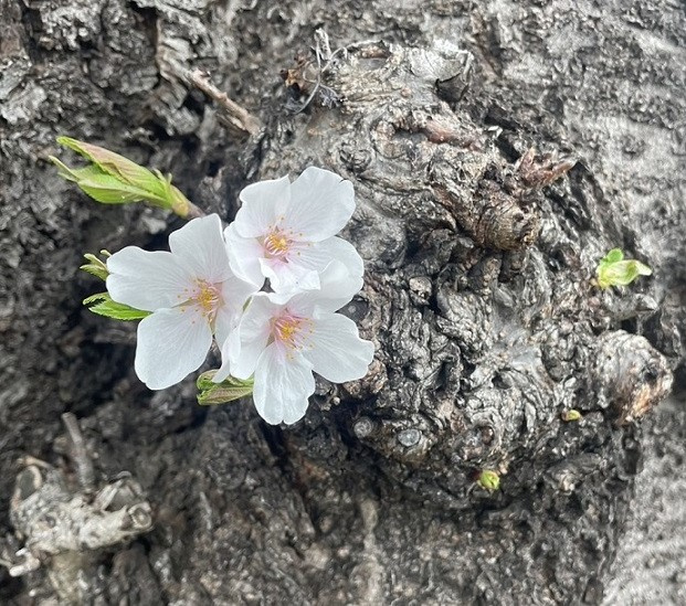 桜の季節ですねの画像