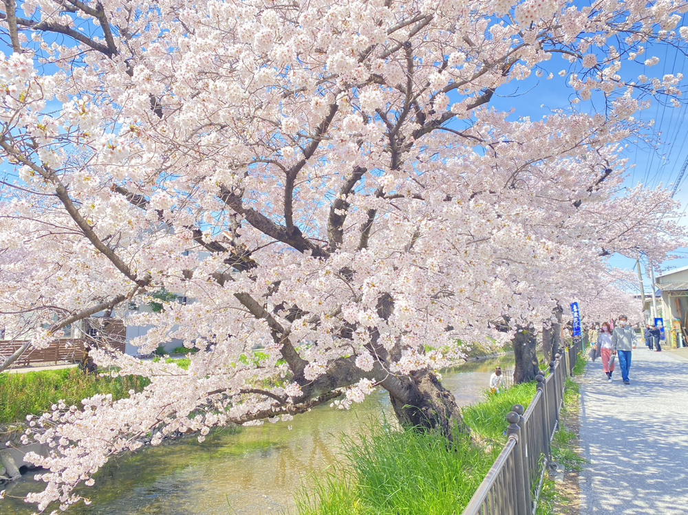桜のシーズンがやってきました～名古屋Ｍｙ賃貸～の画像