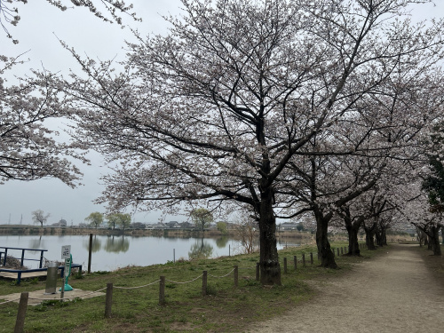 近藤沼の画像
