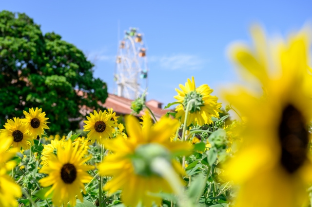 柳井市でぜひ訪れたい「やまぐちフラワーランド」の概要と魅力をご紹介