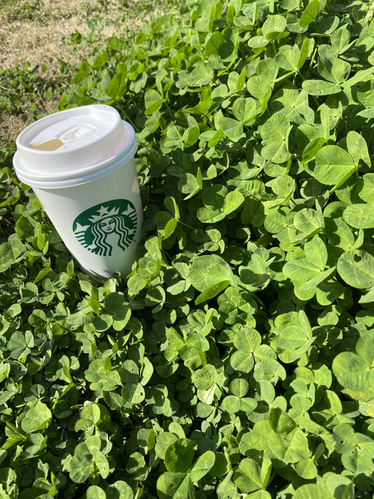 桜が咲きましたね☆彡の画像