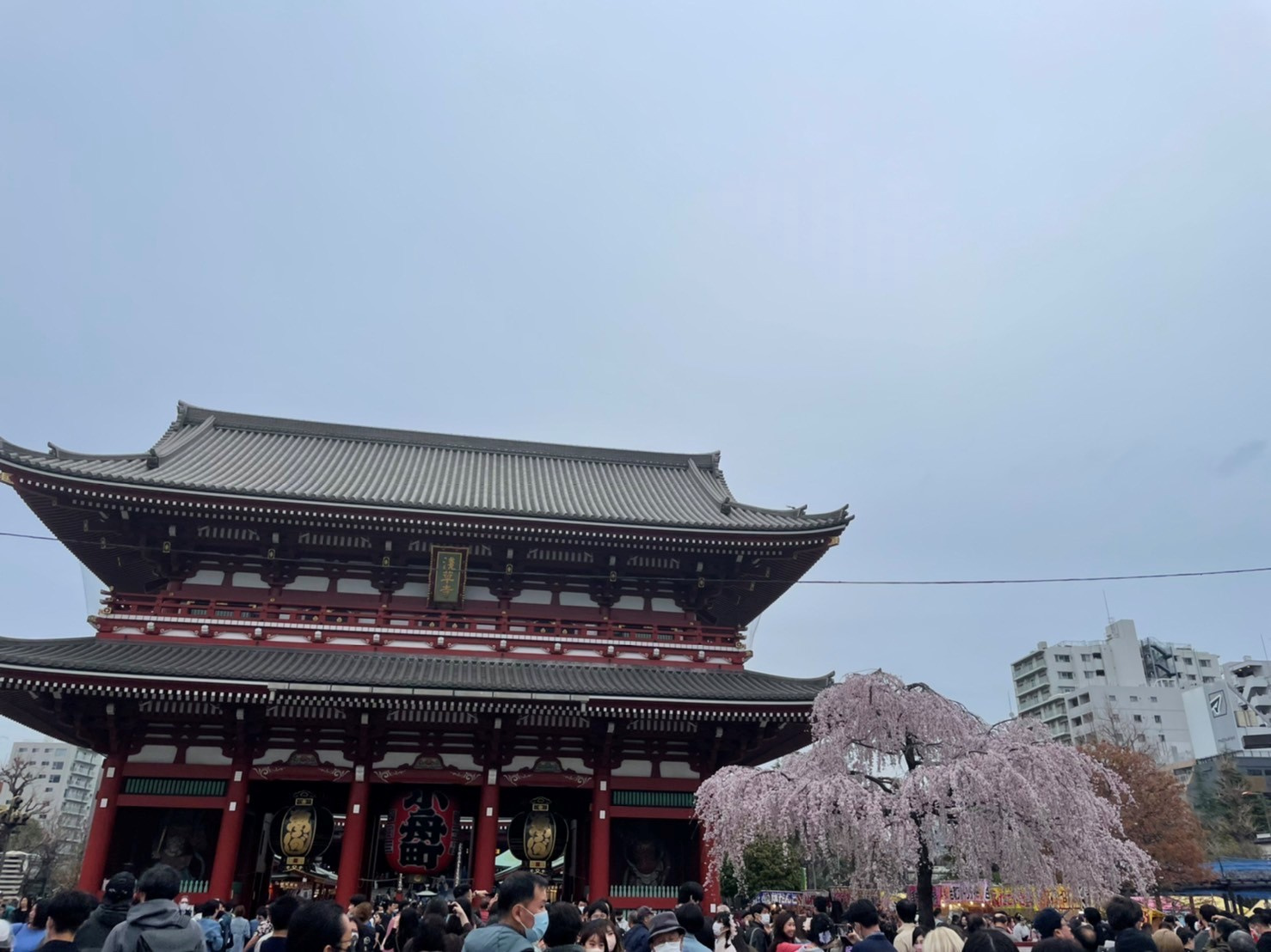 さくらの画像