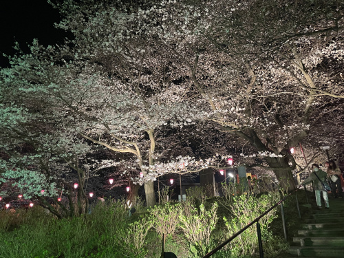 夜桜の画像