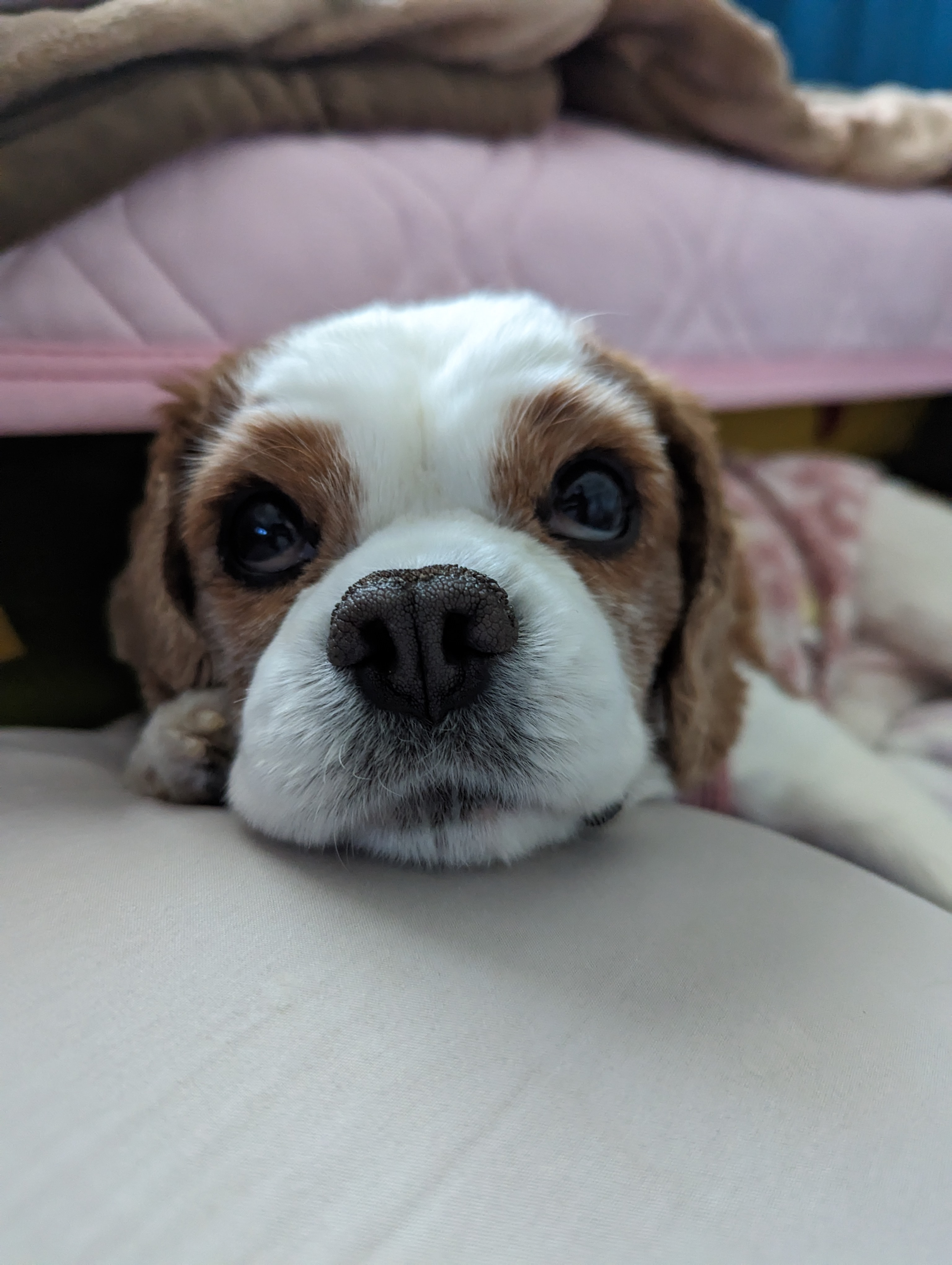 今日のわんこの画像