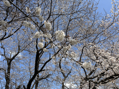 桜の季節です。の画像