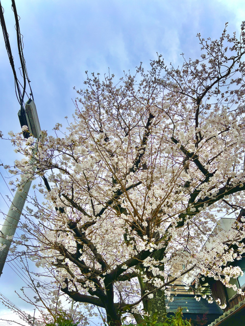 さくらの日の画像