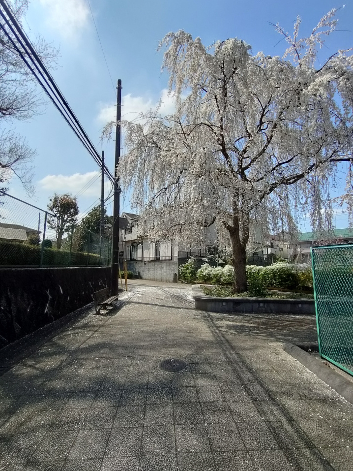 3月28日：通学路の画像
