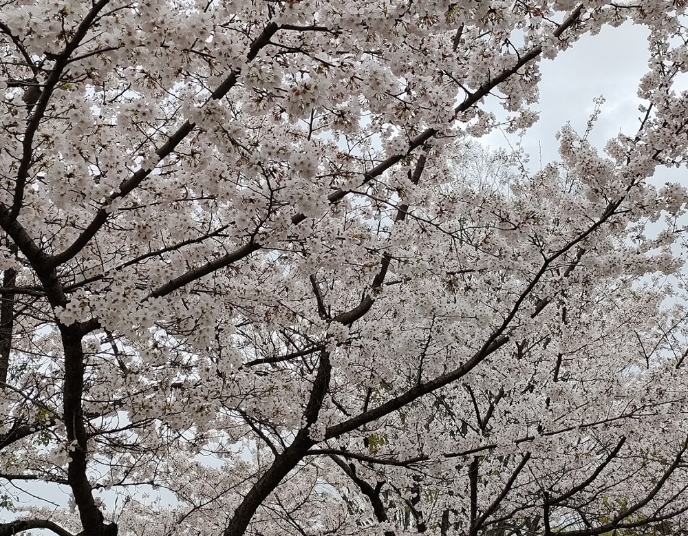 お花見の画像