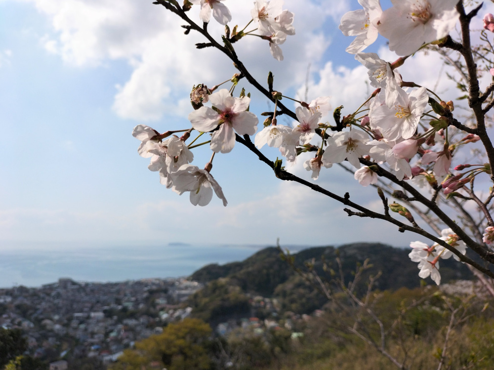 仙元山の桜（2023.3.31）の画像