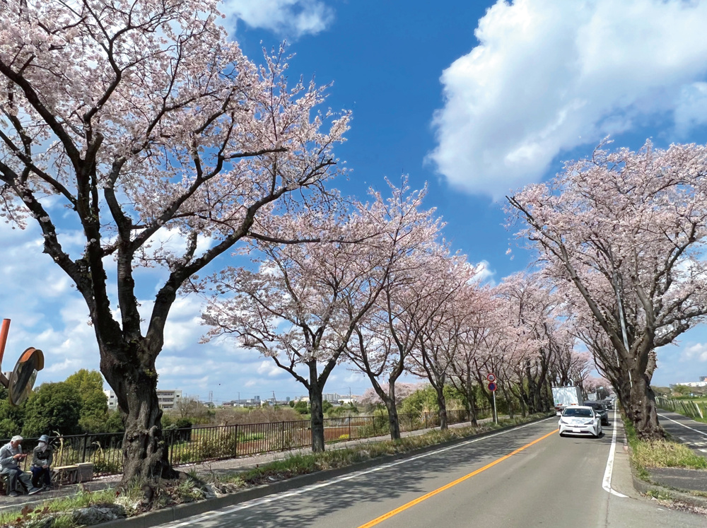 桜満開！瀬谷の桜スポット〜海軍道路の画像