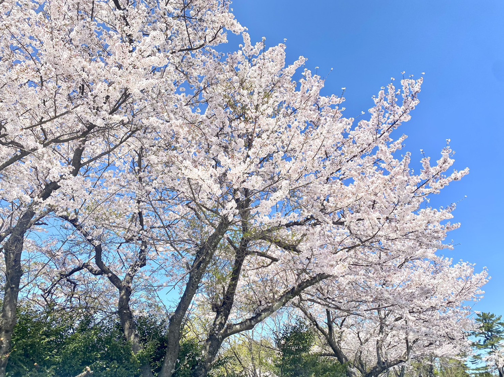 都心の駐車場問題～名古屋Mｙ賃貸～の画像