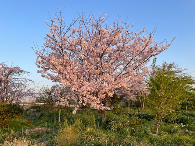 【あま市不動産売却】桜の画像
