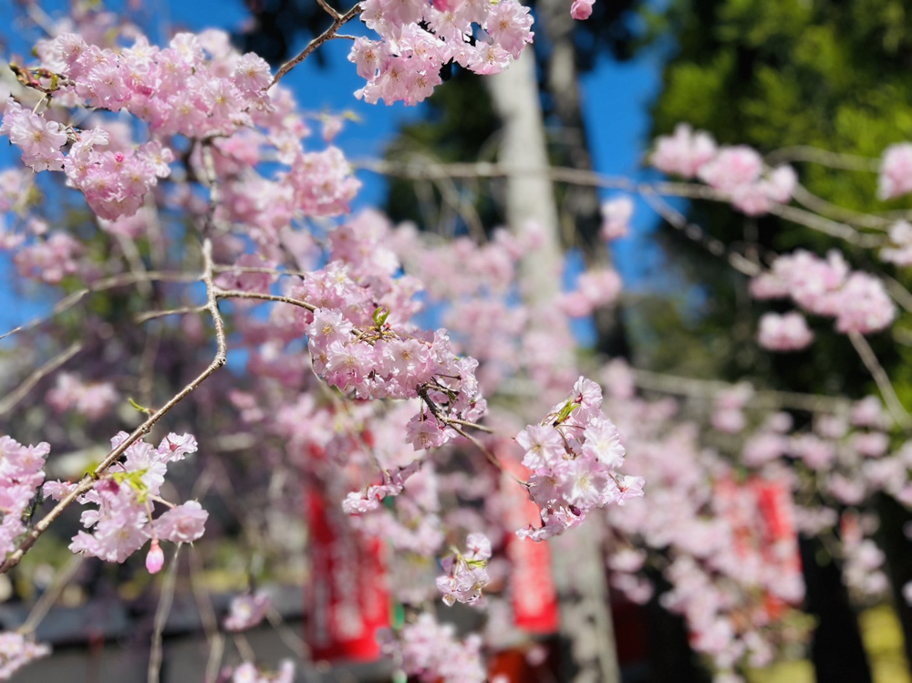 明日から4月！！の画像