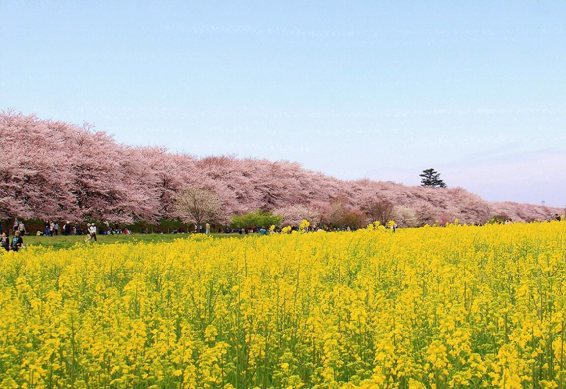 ☆桜、綺麗です☆の画像