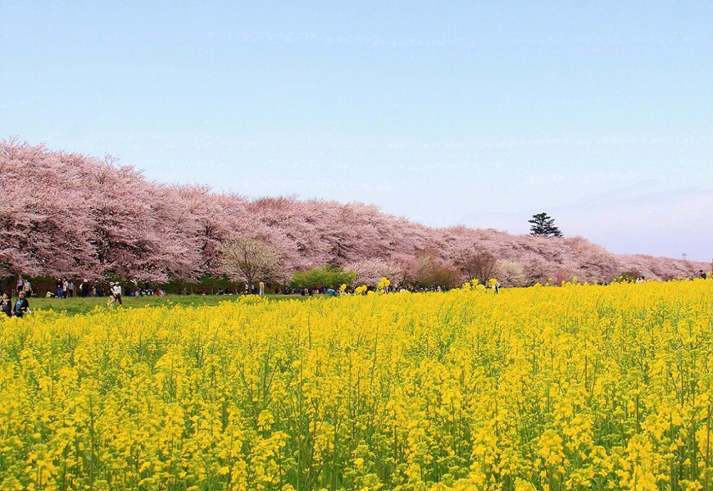 ☆桜、綺麗です☆の画像