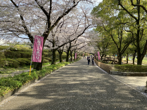 さくらの画像
