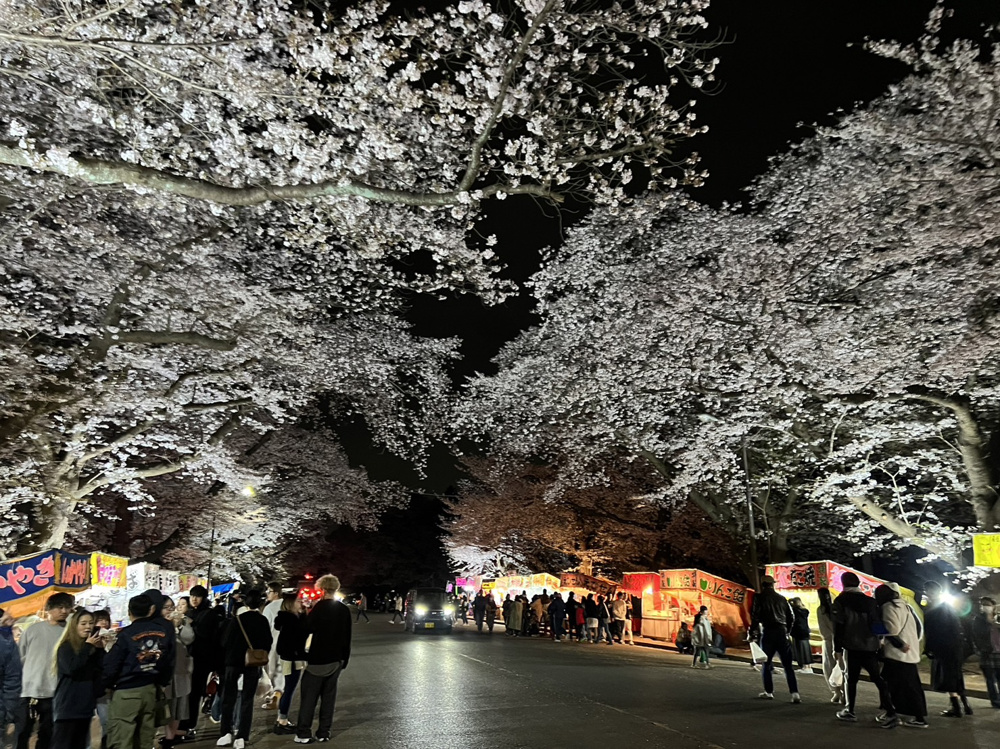 夜桜の画像