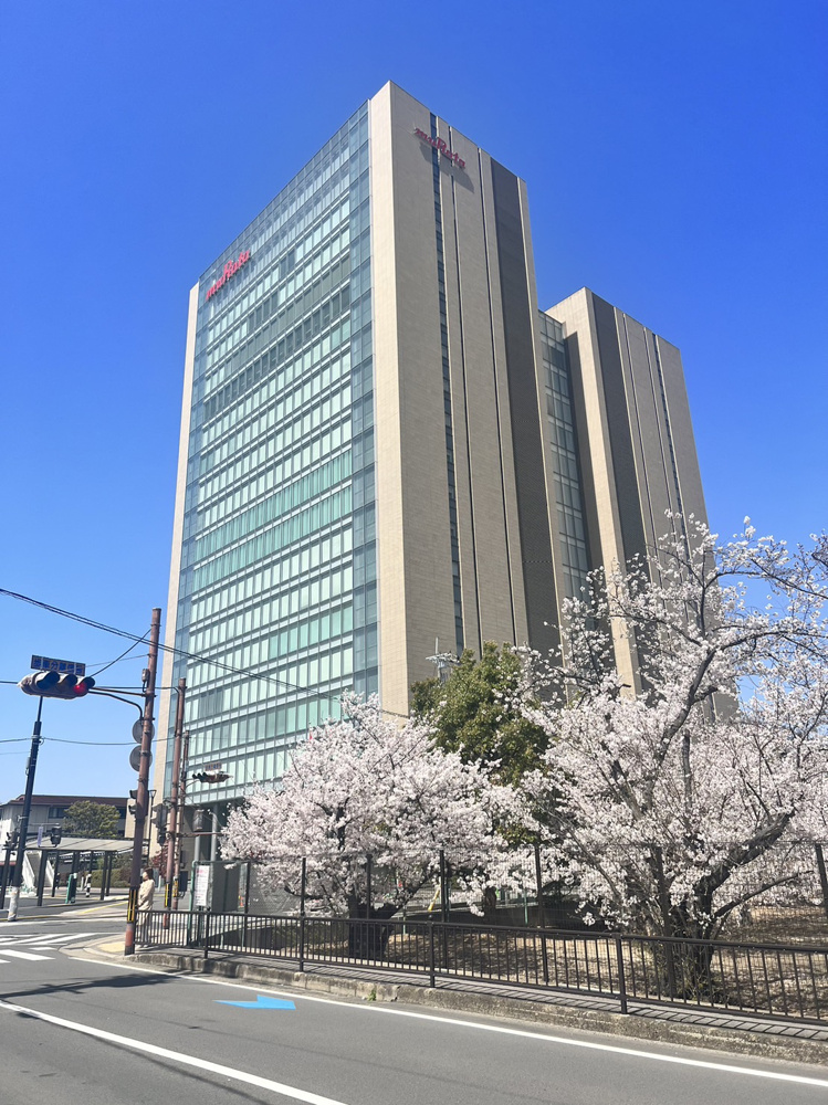 桜満開！の画像