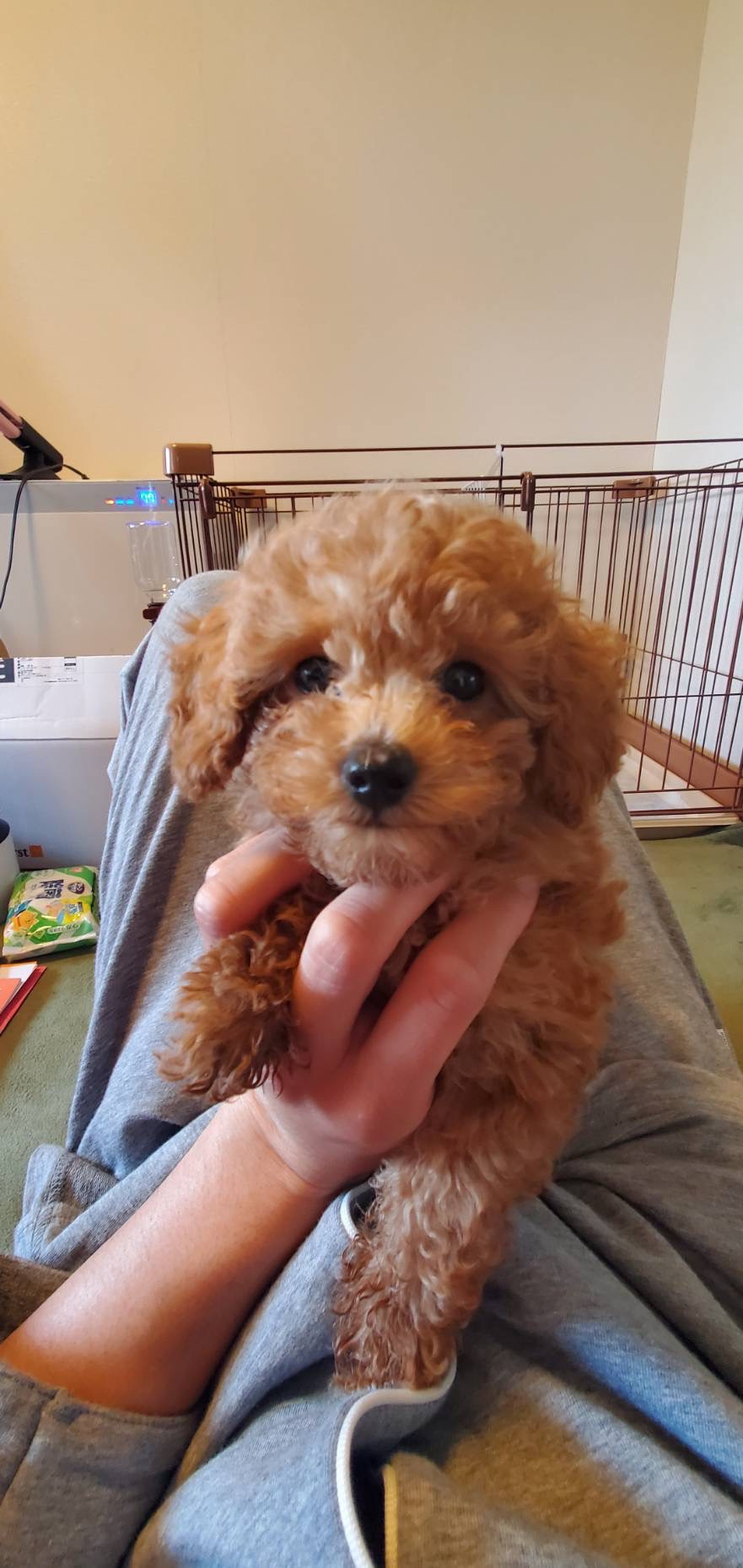 ワンちゃん飼いました！の画像