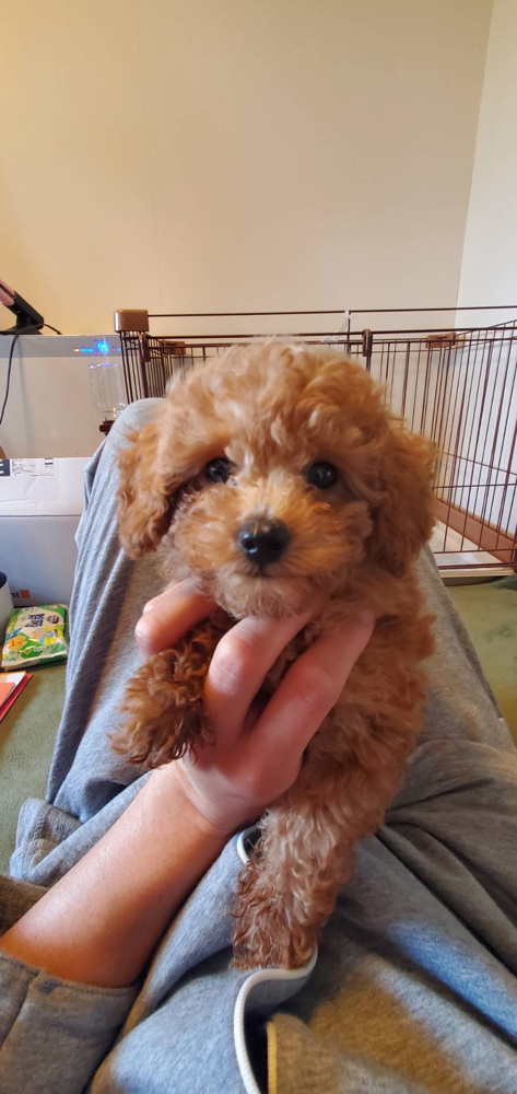 ワンちゃん飼いました！の画像