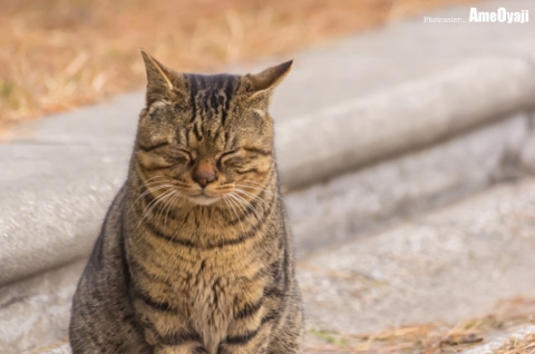 ねむねむ