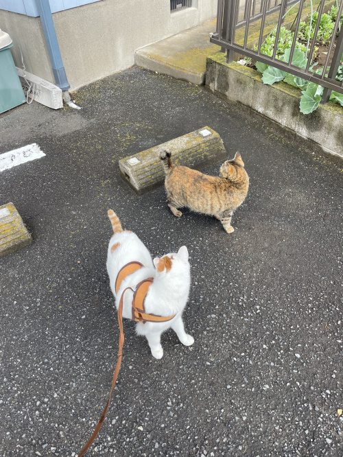 ご近所付き合いの画像
