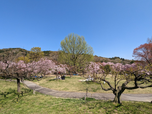 東谷山フルーツパークでお花見の画像